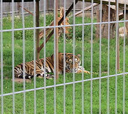 Trakėnų zoologijos sode