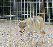 Trakėnų zoologijos sode