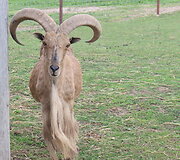 Trakėnų zoologijos sode
