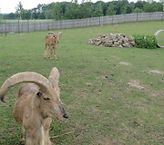 Trakėnų zoologijos sode