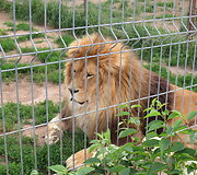 Trakėnų zoologijos sode