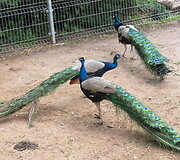 Trakėnų zoologijos sode