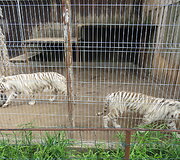 Trakėnų zoologijos sode