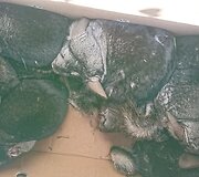 Mi&scaron;ke paliktos &scaron;in&scaron;ilos