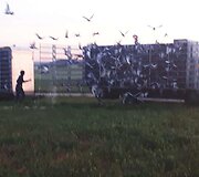 Lietuvos ir Lenkijos pasienyje į padangę pakilo sportinių balandžių debesis