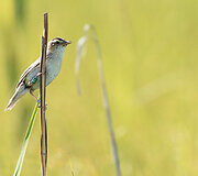 Į laisvę sėkmingai paleista 50 meldinių nendrinukių mažylių