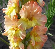 Daivos Macijauskaitės užauginti kardeliai