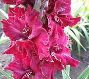 Daivos Macijauskaitės užauginti kardeliai