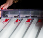 &bdquo;Miss Racing&ldquo; atranka