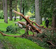 Nuvirtę medžiai Vingio parke
