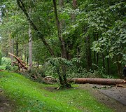 Nuvirtę medžiai Vingio parke