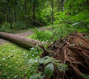 Nuvirtę medžiai Vingio parke