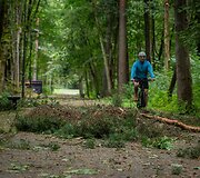 Nuvirtę medžiai Vingio parke