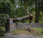 Nuvirtę medžiai Vingio parke