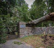Nuvirtę medžiai Vingio parke