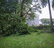 Nuvirtę medžiai Vingio parke