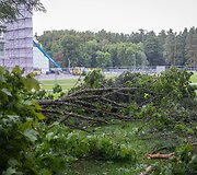 Nuvirtę medžiai Vingio parke