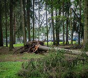 Nuvirtę medžiai Vingio parke