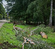 Nuvirtę medžiai Vingio parke