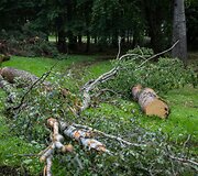 Nuvirtę medžiai Vingio parke