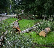 Nuvirtę medžiai Vingio parke
