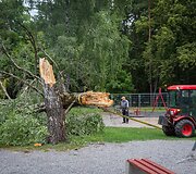 Nuvirtę medžiai Vingio parke