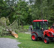 Nuvirtę medžiai Vingio parke