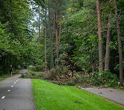 Nuvirtę medžiai Vingio parke