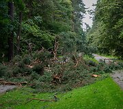 Nuvirtę medžiai Vingio parke