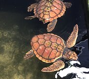 Kelionės po &Scaron;ri Lanką akimirkos