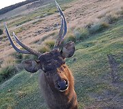 Sambar elnias