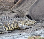Akimirkos i&scaron; laukinių žvėrių safario Botsvanoje