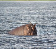 Akimirkos i&scaron; laukinių žvėrių safario Botsvanoje