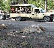 Akimirkos i&scaron; laukinių žvėrių safario Botsvanoje