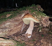 Mi&scaron;ko gėrybės