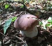 Mi&scaron;ko gėrybės