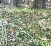 Mi&scaron;ko gėrybės