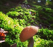 Mi&scaron;ko gėrybės