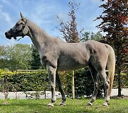 Raitelės Alisijos Zabavskos žirgas MSA Silver Gazal 