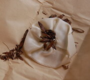 Jaunikio į atlapą segamas žiedas