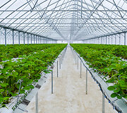 Ūkininko Tado Bėliako bra&scaron;kių ūkis