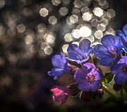 Alberto Barta&scaron;iaus fotografija