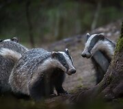 Alberto Barta&scaron;iaus fotografija