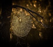 Alberto Barta&scaron;iaus fotografija