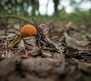 Alberto Barta&scaron;iaus fotografija