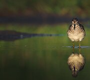 Alberto Barta&scaron;iaus fotografija