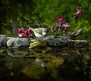 Alberto Barta&scaron;iaus fotografija