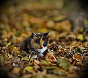 Alberto Barta&scaron;iaus fotografija