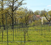 Ilzenbergo dvaro vynuogynai