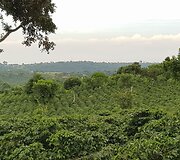 Kavamedžių plantacijoje specialiai sodinami medžiai dėl pavėsio